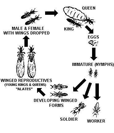 termite life cycle